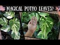How Potho & Aroid Leaves Get Huge / Houseplants outdoors, aroids & Philodendrons