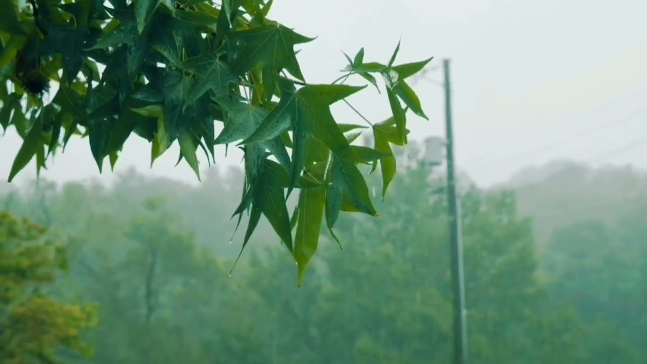 Natural Rain Sounds on Green Leaves 🌧️ | Relaxing Rain Ambience for Sleep, Study & Stress Relief