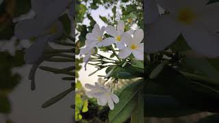 🌸 White Champa Flower in Full Bloom 🤍 #Shorts"