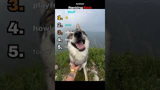 BEST WOLF Moments Ranked