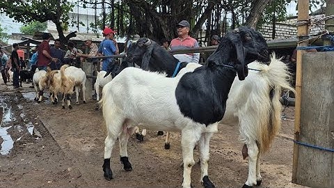 Thumbnail of 2 EKOR 900 RIBU‼️HARGA KAMBING MURAH MERIAH | Pasar Kambing Gedungombo