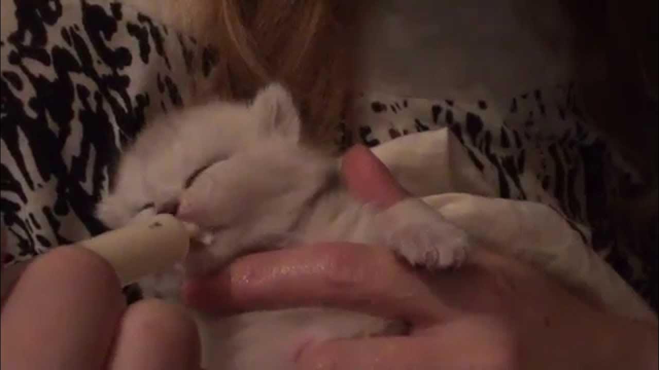 Как выглядит молоко у кошки