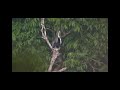O vídeo do Tucano de papo branco