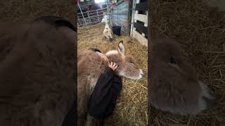 George our baby donkey left me speechless with what he just did