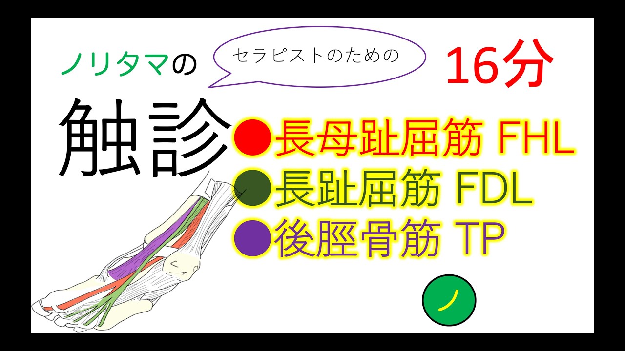 長母趾屈筋、長趾屈筋、後脛骨筋の触診