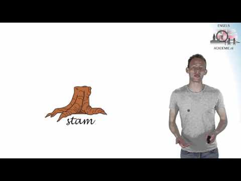 Engels - Present simple