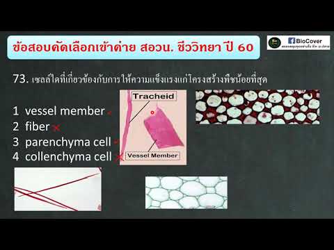 เฉลยข้อสอบ สอวน ชีวะ ปี 60 ข้อ 73-74 : เปรียบเทียบความแข็งแรงของเซลล์พืช