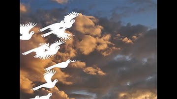 Flying birds Animation - Action Script 3.0