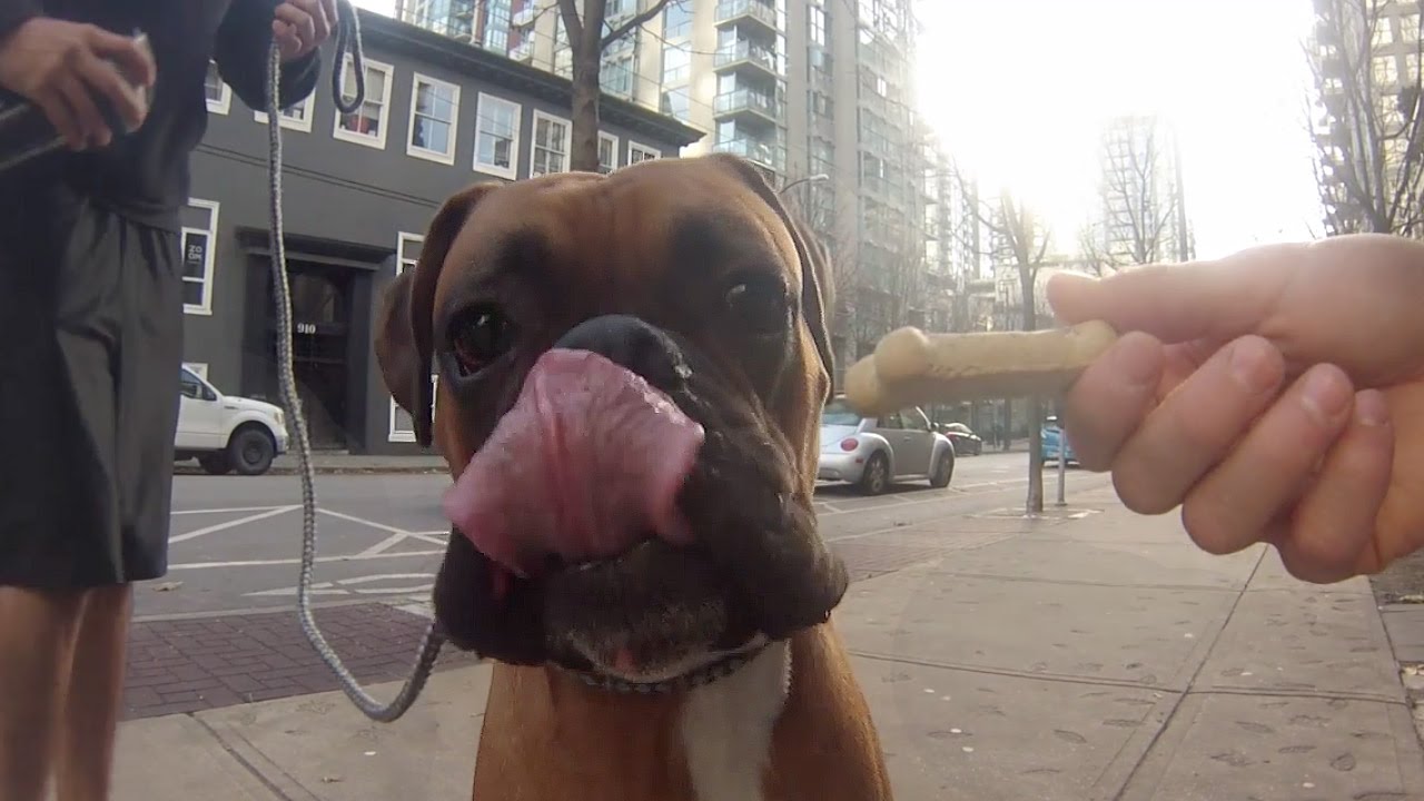 puppy paradise DOGS STUNNED BY TREATS IN THE STREET - Spandy Andy