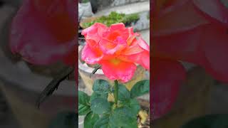 Orenge-Rose.., Rose Flowers Statues Krishna Fluid Status