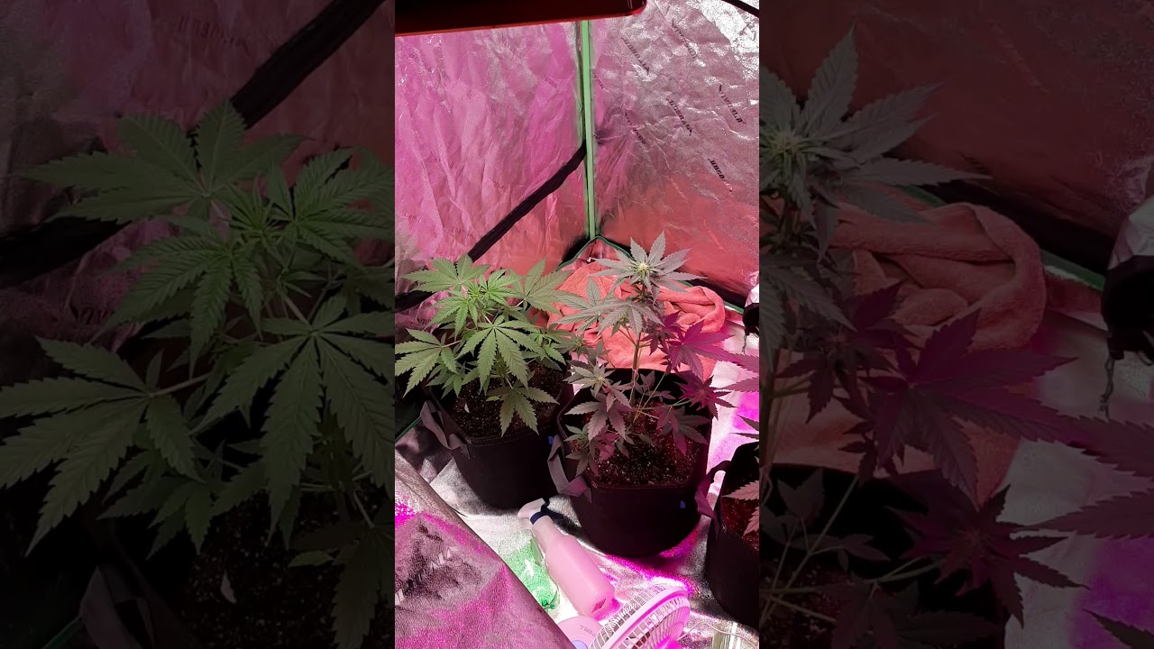 Blueberry glue autos month old