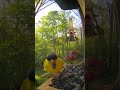 Finch Fest  #birdfeeding #birdwatching