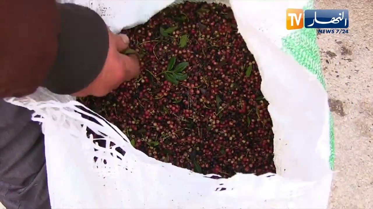 جيجل: زيت الضرو  ..  ارتفاع في الأسعار وتراجع في الإنتاج