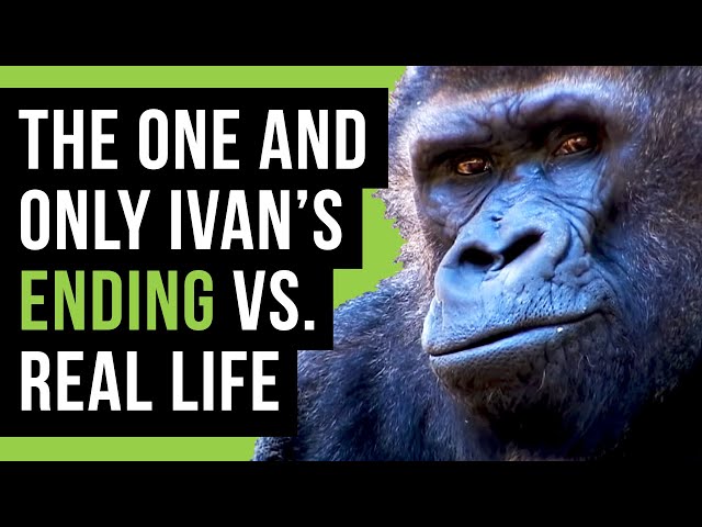 The One And Only Ivan Vs The True Story Of Ivan The Gorilla The One And Only Ivan Vs The True Story Of Ivan The Gorilla