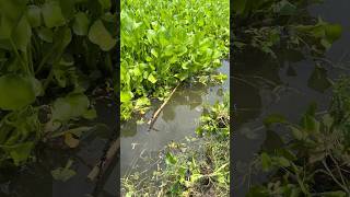 Amazing village fishing technique #shorts