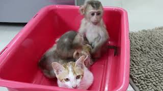 Cute tiny baby monkey training #babymonkey #monkey Duke #adorable monkey