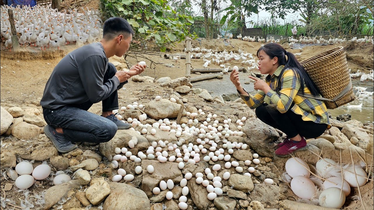 Пара — собирают яйца вместе и продают их на рынке | Жизнь Линь