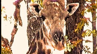An African Bush tour while lost