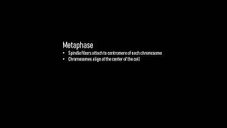 Cell Division Claymation by Ian Eskenazi and Colin Trigiani