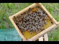 Бджоломатки згідно розкладу