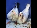 Как кольцевать голубей и зачем это надо делать?