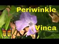 Growing Periwinkle Vinca Minor Major Flower Care in Landscape Garden -- Channel James Plosko