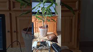 Plant playing orchestra ...🌿🎛️🎻 #biosignal #biofeedback #plantmusic #synth