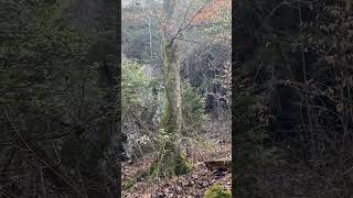 BOX CANYON WITH TWO WATERFALLS #backpacking #alabama