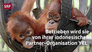 ORANGUTAN HAVEN in Sumatra