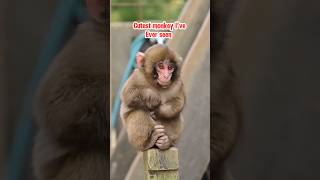 Monkey moments
