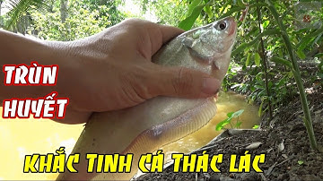 Mồi câu cá nhạy|Câu cá thác lác bằng mồi trùn huyết lên cá liền tay