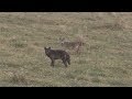 Black Coyote Double (Warning!!! Coyotes die in this clip)