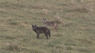 Black Coyote Double (Warning!!! Coyotes die in this clip)