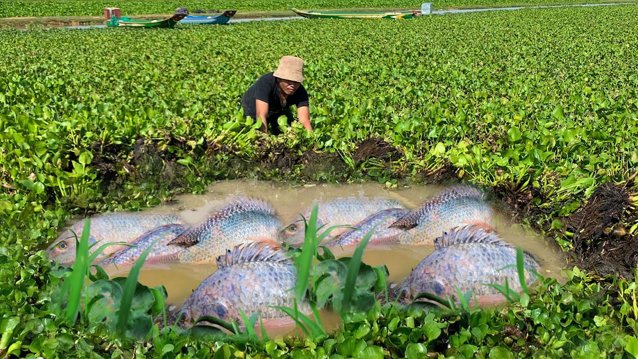 Fish Coming While Raining OMG! Fishing and Catching a lot of Fish in Raining Season at Rice Field ...