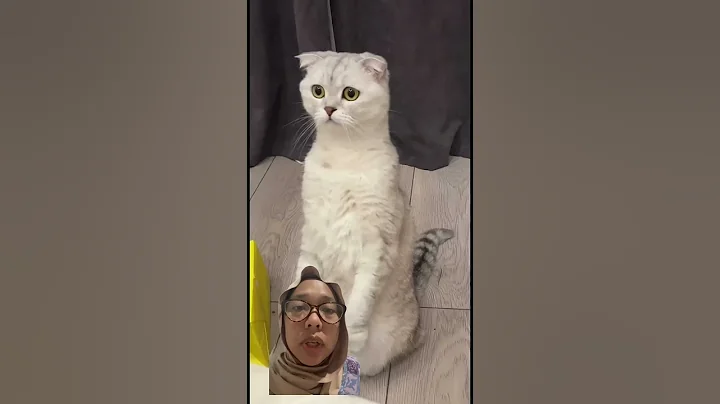 Video 9752771: funny cute angry cat