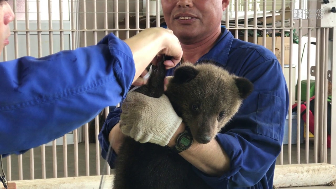 里子ヒグマ すくすく 登別の牧場で野生の子グマお披露目 Youtube