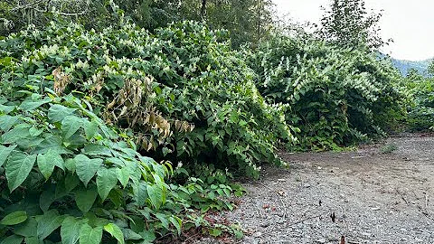 Float Away (Noxious Weed edition)