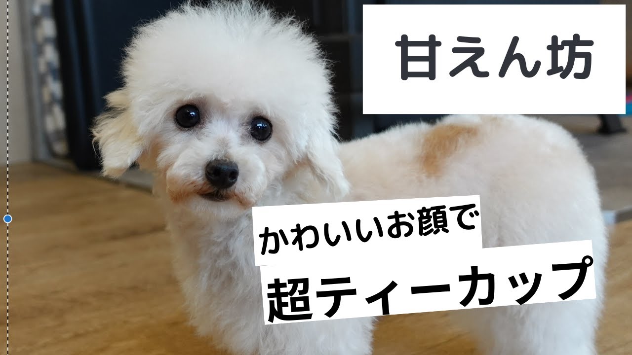 滋賀県のティーカッププードル 男の子 19 08 06生まれ ホワイト 8月6日生まれの男の子 子犬id ブリーダーナビ 滋賀県のティーカッププードル 男の子 19 08 06生まれ ホワイト 8月6日生まれの男の子 子犬id ブリーダーナビ
