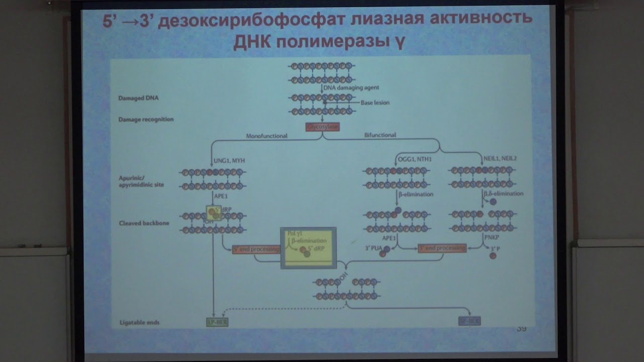 Зиновкина Л. А. - Молекулярная биология митохондрий - Ферменты ...