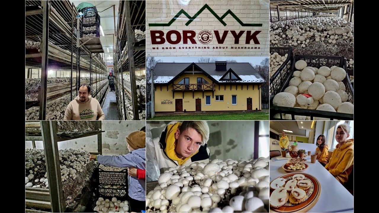 Перша крафтова грибарня «Боровик»