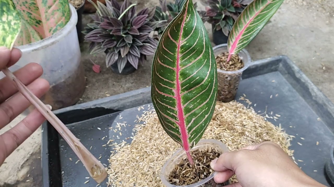 Memperbanyak Aglonema Sistem Cacah 1 Daun💚 #tanamanhias #aglaonema #aglonema #tanamanhiasmurah