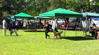UKC Gun Group Show 1 March 28th 2015