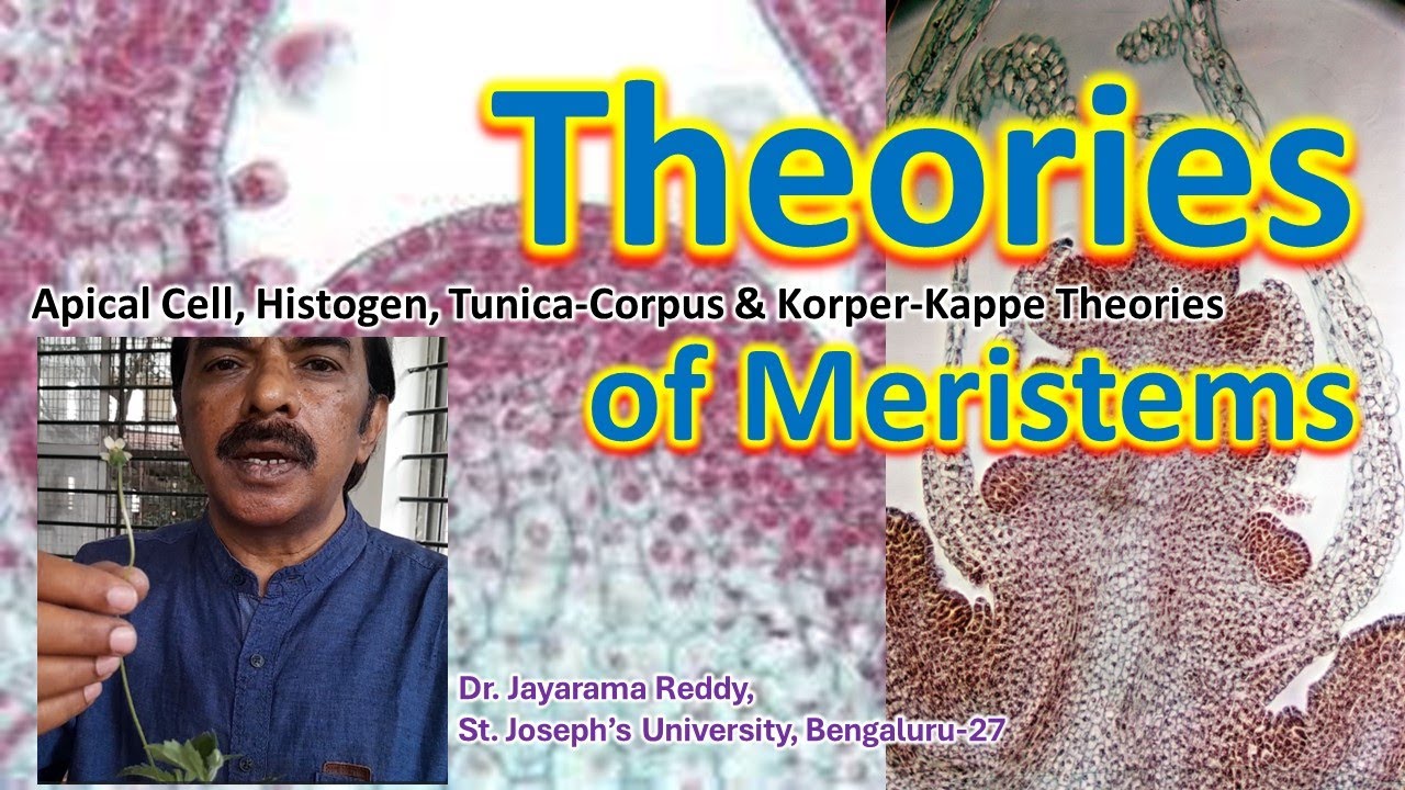 Theories of Meristem Apical Cell Histogen Tunica Corpus Korper
