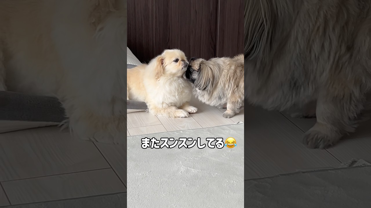 今朝のペキニーズの過ごし方🐶🐶 #ペキニーズ #dogshorts - YouTube