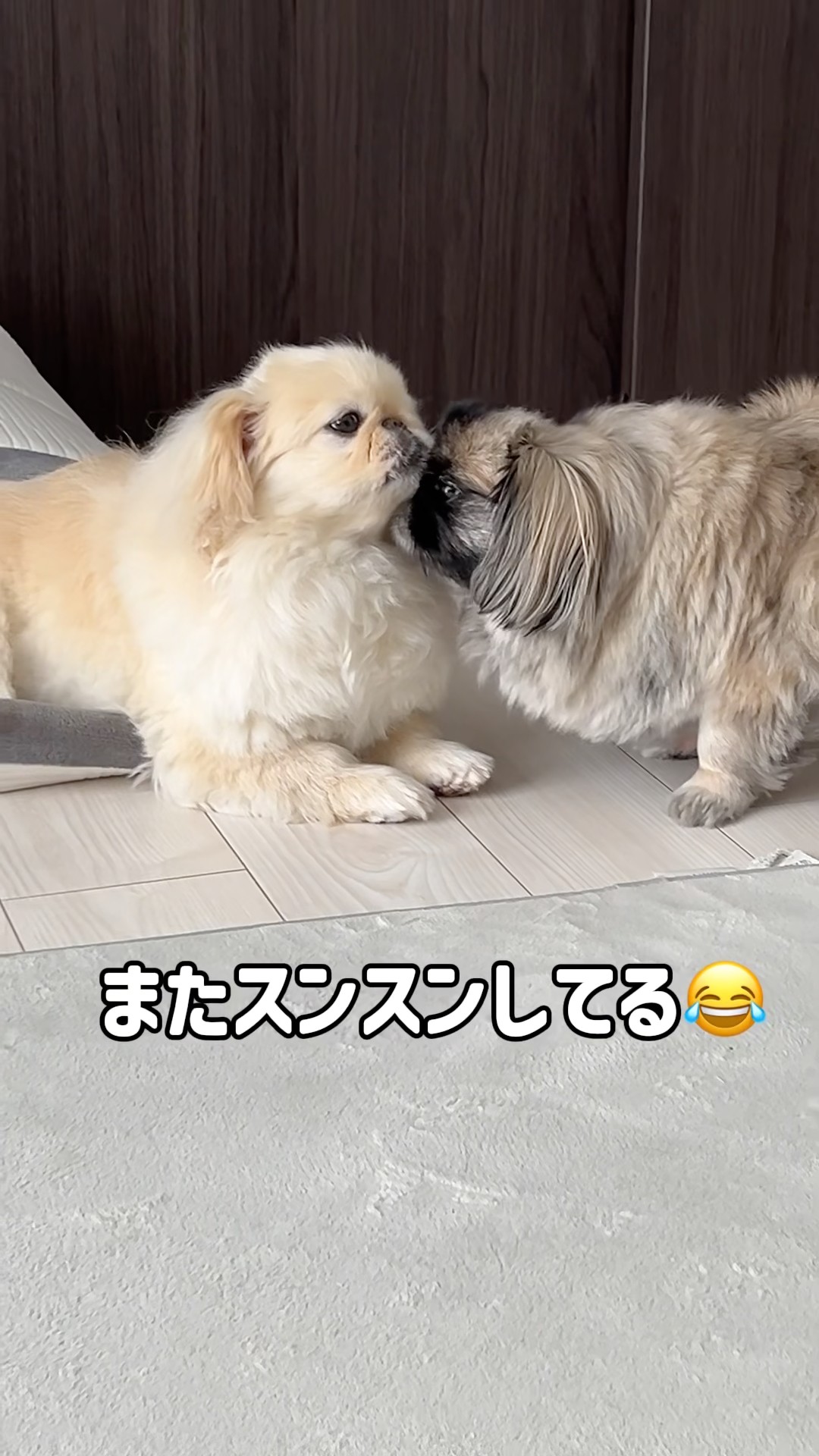 今朝のペキニーズの過ごし方🐶🐶 #ペキニーズ #dogshorts - YouTube