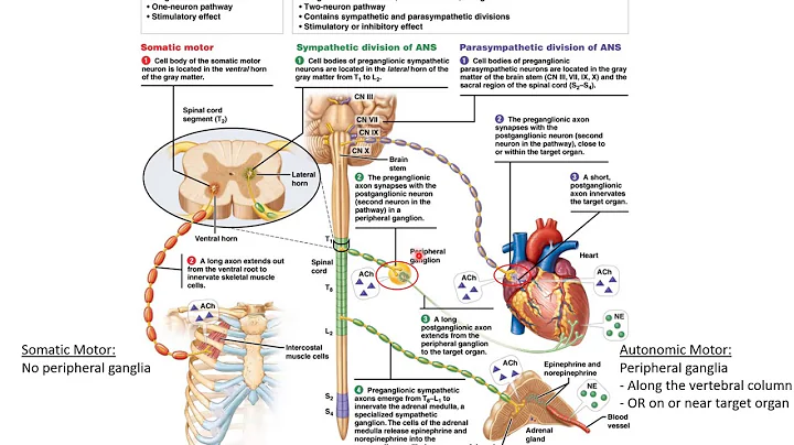 Chapter 15 Autonomic Nervous System