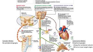 Chapter 15 Autonomic Nervous System