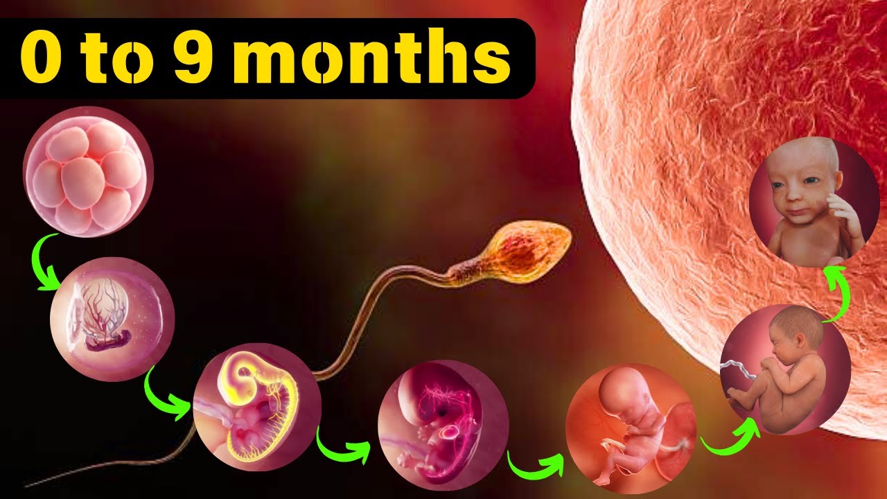 развитие ребенка от 0 до 9 месяцев анимация
