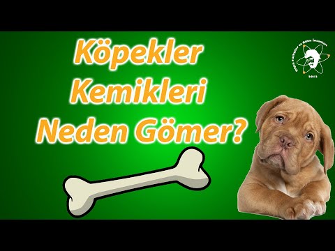 Video: Köpekler Neden Kemik Gömüyor?