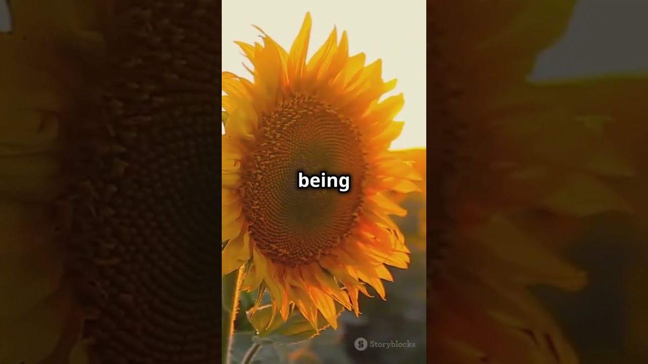 Tallest sunflower: over 30 feet! 🌻 